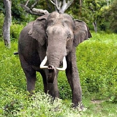 killed by elephant in Nawada